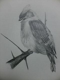 bird1