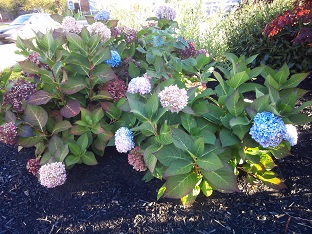 charlottetown-hotel3