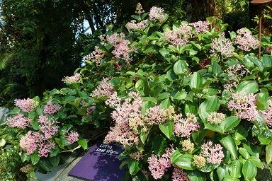 downtown14-gardens11