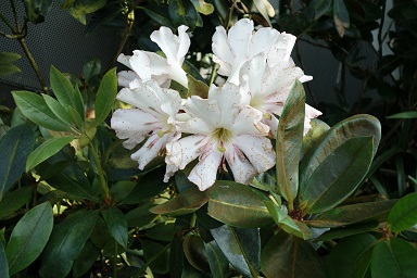 downtown14-gardens12