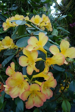 downtown14-gardens16