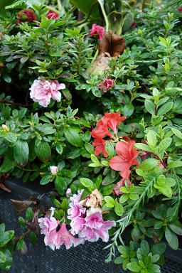 downtown14-gardens17