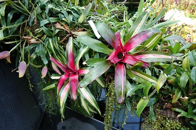 downtown14-gardens18