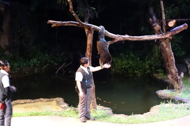 downtown39-nightsafari10