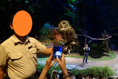 downtown39-nightsafari11