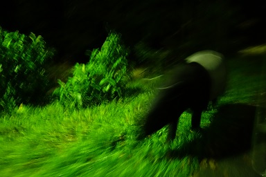 downtown39-nightsafari16