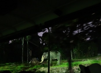 downtown39-nightsafari17