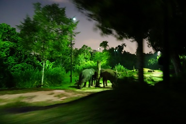 downtown39-nightsafari18