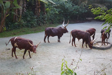 downtown39-nightsafari3