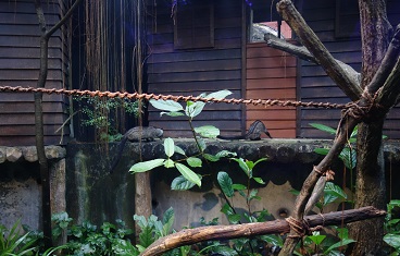 downtown39-nightsafari6