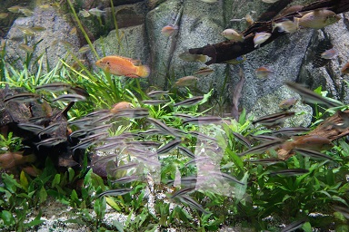 downtown40-riversafari10