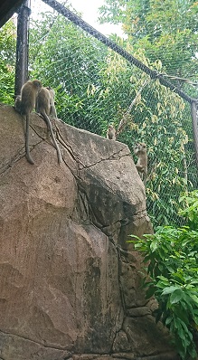 downtown40-riversafari13