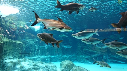 downtown40-riversafari14