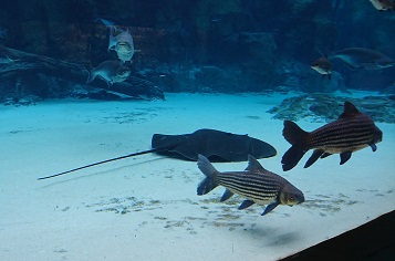 downtown40-riversafari15