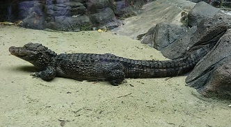 downtown40-riversafari16