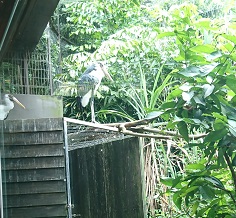 downtown40-riversafari17