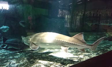 downtown40-riversafari18