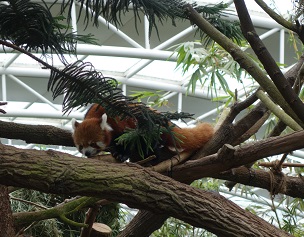 downtown40-riversafari20