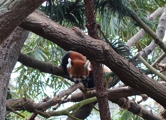 downtown40-riversafari21