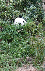 downtown40-riversafari24