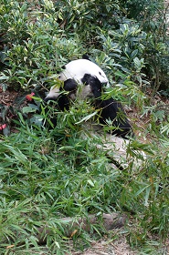 downtown40-riversafari25