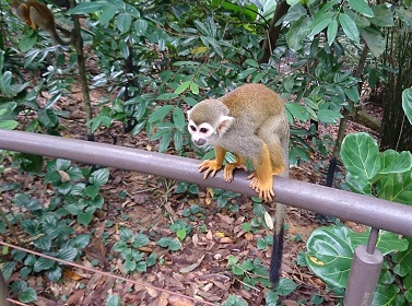 downtown40-riversafari28