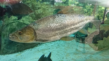 downtown40-riversafari3