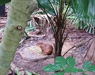 downtown40-riversafari31