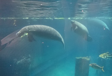 downtown40-riversafari32