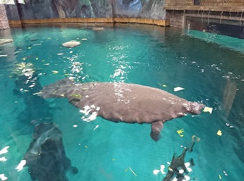 downtown40-riversafari33