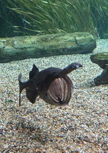 downtown40-riversafari4