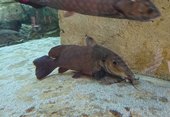 downtown40-riversafari5