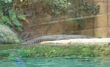 downtown40-riversafari6