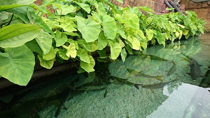 downtown40-riversafari7