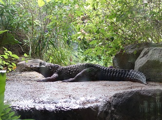 downtown40-riversafari8