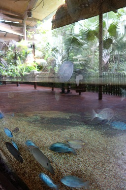 downtown40-riversafari9